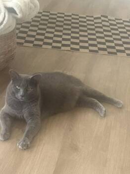 KIBBLES -  Domestic Short Hair Cat for Adoption in Northfield, Ohio - KIBBLES | PetCurious