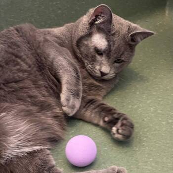 Domestic Short Hair Cats Available for Adoption - Liam | PetCurious