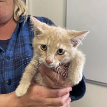 Groucho -  Domestic Short Hair Cat for Adoption in Albert Lea, Minnesota - Groucho | PetCurious