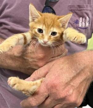 A478319 -  Domestic Short Hair Cat for Adoption in Oklahoma City, Oklahoma - A478319 | PetCurious