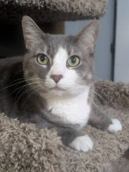 Domestic Short Hair Cats Available for Adoption in Lancaster, Pennsylvania - Kiwi | PetCurious