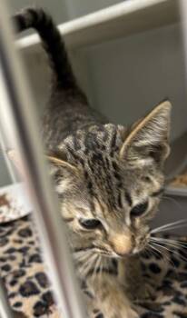 860-26 -  Domestic Short Hair Cat for Adoption in Cumming, Georgia - 860-26 | PetCurious