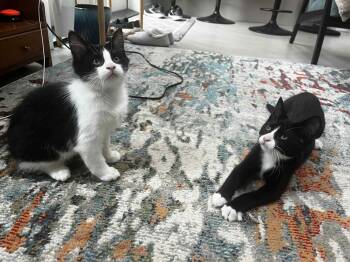 Rescue Domestic Short Hair Cats for Adoption in Abbotsford, British Columbia - Scratch & Chopin | PetCurious