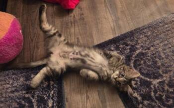 Slapshot26 -  Domestic Medium Hair Cat for Adoption in Youngsville, North Carolina - Slapshot26 | PetCurious