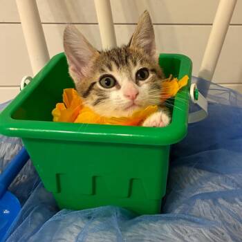 Maverick -  Domestic Short Hair Cat for Adoption in Evansville, Indiana - Maverick | PetCurious