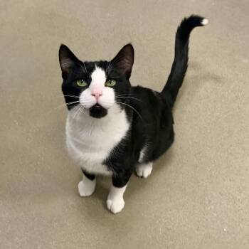 Mr. Cookie Man -  Domestic Short Hair Cat for Adoption in Richmond, Virginia - Mr. Cookie Man | PetCurious