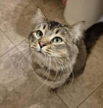 Oliver 5 -  Domestic Medium Hair Cat Available for Adoption in Tucson, Arizona - Oliver 5 | PetCurious