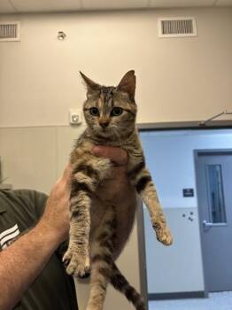 LOVEY -  Domestic Short Hair Cat Available for Adoption in Forney, Texas - LOVEY | PetCurious