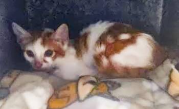 Ahab -  Domestic Short Hair Cat for Adoption in Nashville, Tennessee - Ahab | PetCurious