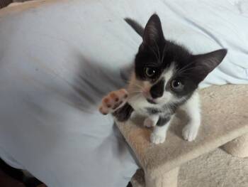MR. BLUE -  Domestic Short Hair Cat for Adoption in Charlotte, North Carolina - MR. BLUE | PetCurious