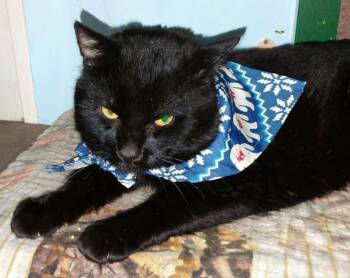 American Shorthair Cats Available for Adoption in Warrenton, Oregon - Moonscar | PetCurious