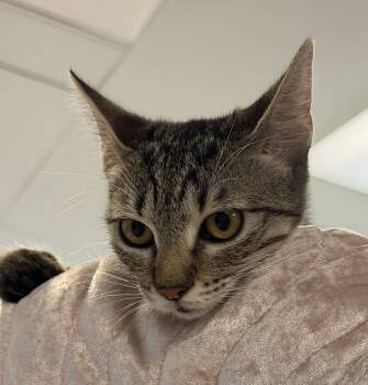 Alexandra -  Domestic Short Hair Cat for Adoption in Slidell, Louisiana - Alexandra | PetCurious
