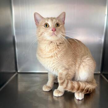 Christopher Robin -  Domestic Short Hair Cat for Adoption in Council Bluffs, Iowa - Christopher Robin | PetCurious