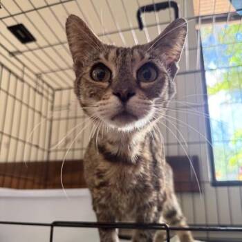 Aosta -  Domestic Short Hair Cat for Adoption in Fort Worth, Texas - Aosta | PetCurious