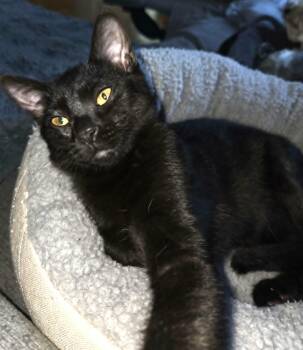 Virgile -  Domestic Short Hair Cat for Adoption in Chertsey, Quebec - Virgile | PetCurious
