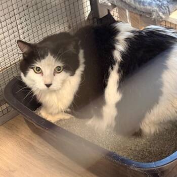 Henny Laney -  Domestic Long Hair Cat for Adoption in St. Louis, Missouri - Henny Laney | PetCurious