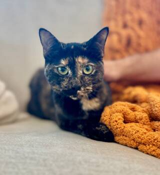 Rescue Domestic Short Hair Cats for Adoption in Chapel Hill, North Carolina - Dolly | PetCurious