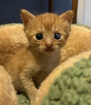 Oodles -  Domestic Short Hair Cat for Adoption in West Memphis, Arkansas - Oodles | PetCurious