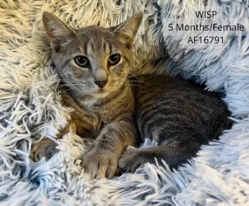 Wisp -  Domestic Short Hair Cat for Adoption - Wisp | PetCurious