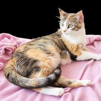 Calico and Domestic Short Hair Cats Available for Adoption in Homer Glen, Illinois - Fendi | PetCurious