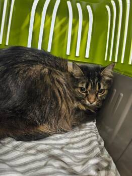 Massie -  Maine Coon Cat for Adoption in Bloomington, Indiana - Massie | PetCurious