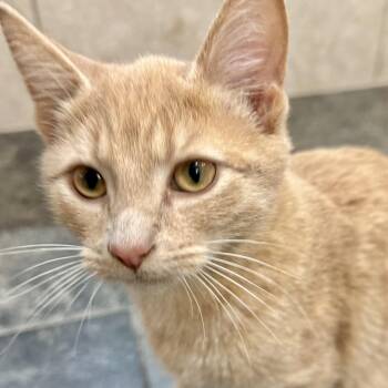 Rescue Domestic Short Hair Cats for Adoption in Richmond, Virginia - Creeping It Real | PetCurious