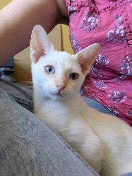 Chloe -  Siamese Cat Available for Adoption in Las Vegas, Nevada - Chloe | PetCurious