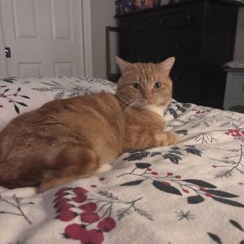 Big Mac -  Domestic Short Hair Cat for Adoption in Burnaby, British Columbia - Big Mac | PetCurious