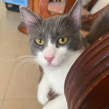 Rescue Maine Coon and Domestic Long Hair Cats for Adoption in Brampton, Ontario - Bellas | PetCurious