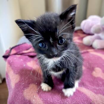 Queen Maeve* -  Domestic Short Hair Cat for Adoption in San Gabriel, California - Queen Maeve* | PetCurious