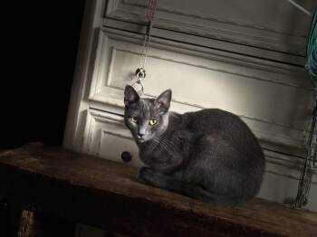 Sterling -  Domestic Short Hair Cat for Adoption in Pleasant Valley, New York - Sterling | PetCurious