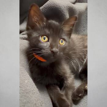 Piccolo -  Domestic Short Hair Cat for Adoption in Wichita, Kansas - Piccolo | PetCurious