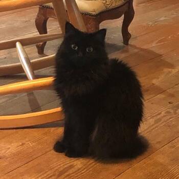 Gracie -  Domestic Long Hair and American Bobtail Cat for Adoption in Thomaston, Connecticut - Gracie | PetCurious