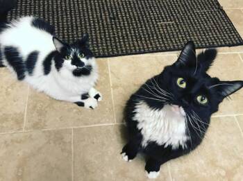 Rescue Domestic Long Hair Cats for Adoption in Boston, Massachusetts - Figaro And Athena | PetCurious