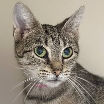 Anna -  Domestic Short Hair Cat Available for Adoption in Victor, New York - Anna | PetCurious