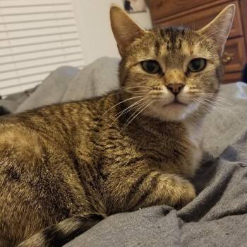 Rescue Domestic Short Hair Cats for Adoption in Rochester, Minnesota - Gigi | PetCurious