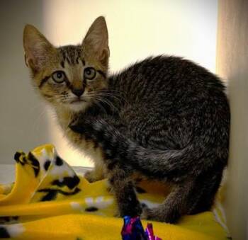 Ruckus 760-26 -  Domestic Short Hair Cat for Adoption in Cumming, Georgia - Ruckus 760-26 | PetCurious