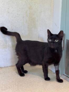 Domestic Short Hair Cats Available for Adoption - Mr. Biscuits | PetCurious