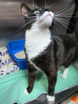 Marie -  Domestic Short Hair Cat for Adoption in New Cumberland, West Virginia - Marie | PetCurious