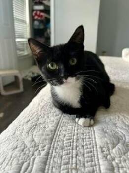 Thumper -  Domestic Short Hair Cat for Adoption in Lake Wylie, South Carolina - Thumper | PetCurious