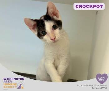 Crockpot -  Domestic Short Hair Cat for Adoption in Eighty Four, Pennsylvania - Crockpot | PetCurious