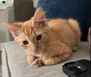 Butter -  Domestic Short Hair Cat for Adoption in Nashville, Tennessee - Butter | PetCurious