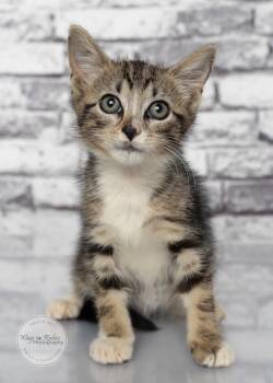 Marlin -  Domestic Short Hair and Tabby Cat for Adoption in Tuscaloosa, Alabama - Marlin | PetCurious