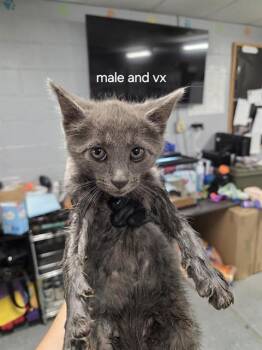 PICKLE CHIP -  Domestic Short Hair Cat for Adoption in Casper, Wyoming - PICKLE CHIP | PetCurious