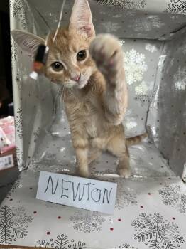 Newton -  Domestic Short Hair Cat for Adoption in Wheaton, Illinois - Newton | PetCurious
