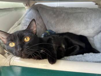 Rescue Domestic Short Hair Cats for Adoption in Winona, Minnesota - Chappell | PetCurious