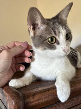 Rescue Domestic Short Hair Cats for Adoption in Waller, Texas - Priya | PetCurious