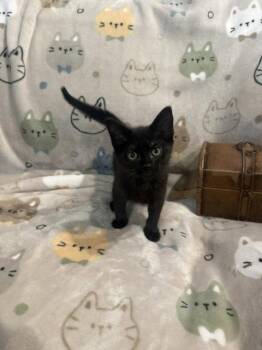 Annie (5054) -  Domestic Short Hair Cat for Adoption in Zephyrhills, Florida - Annie (5054) | PetCurious