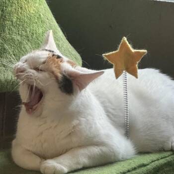 Domestic Short Hair Cats Available for Adoption in Greenfield, Indiana - Rosie | PetCurious