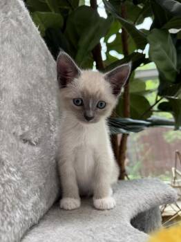 Domestic Short Hair and Siamese Cats Available for Adoption in San Jose, California - Snow Baby Bonded W/ Ivory | PetCurious